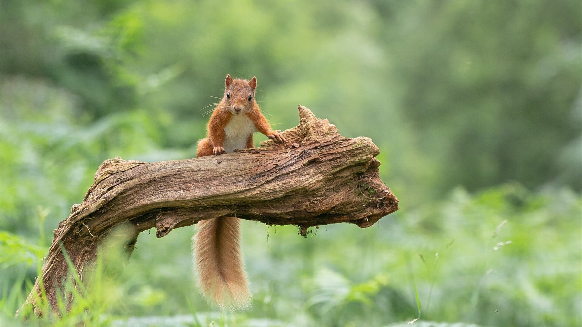 优雅的十字弩与粗暴的攻城锤,阿拉巴的战术秀与奥地利的铁蹄